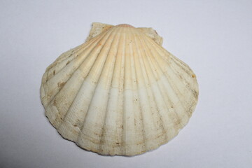 Big white scallop shell isolated on a white background
