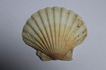 Big white scallop shell isolated on a white background
