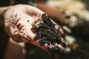 womans hand is holding a chafer grub or engerling