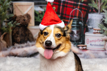 Smiling Corgi in Santa Hat Close-Up
