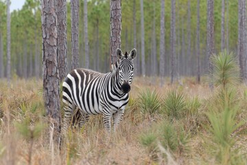 Fototapeta premium Zebra standing among tall pine trees in a natural habitat during daylight in a serene forest setting