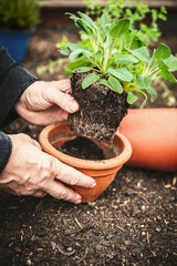 a man plants various herbs for the kitchen in a raised bed