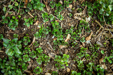 topview of a peppermint plant in the spring
