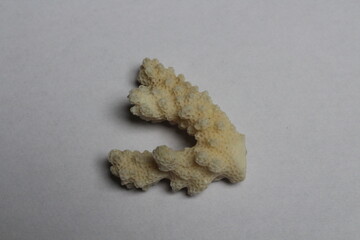 fossilized coral isolated on a white background. Shallow water red cup coral Monomyces rubrum with translucent tentacles in dark rock crack. Fossilized coral isolated on a white background 

