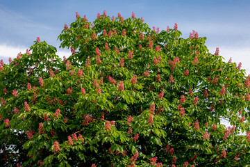 Fototapeta premium Selective focus of purple pink flowers on the tree, Red horse chestnut with green leaves, Aesculus carnea is a medium-sized tree an artificial hybrid between Pavia and Hippocastanum, Nature background