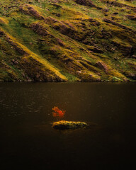 A vibrant autumn tree stands on a tiny, mossy island in Lough Callee. Moss covers a hill sloping into the dark waters of the lake in Ireland.