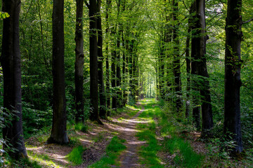 Hiking concept, Spring landscape with small nature gravel path and grass, Line of trees with green leaves along both side of the way, Gelderland province in the centre-east of the country, Netherlands
