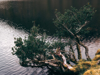 A tree laden with green foliage stretches towards the calm surface of Lough Callee.