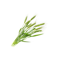 Fototapeta premium Fresh Green Wheat Stalks Isolated on Transparent Background