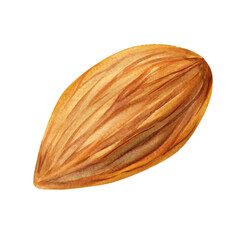 Almond isolated. Watercolor illustration almond. Hand-painted brown almond nuts on white background clipart for design