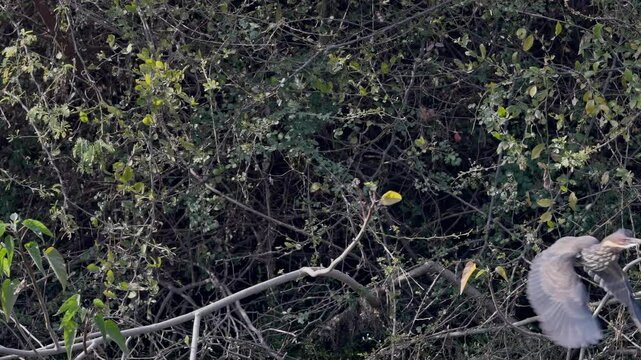 A black bittern sitting on the tree branch and flying away, keoladeo bird sanctuary, Ixobrychus flavicollis, ecosystem, India.