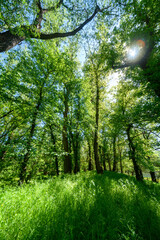 Beautiful spring landscapes in green forest with bright sunlight shining through leaves of trees onto grass.