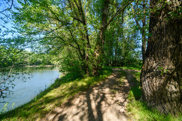 A beautiful spring landscape with a view of the forest and river, green grass and trees - all this creates a wonderful atmosphere of nature.