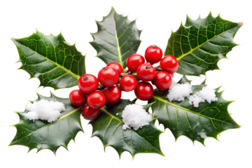 Festive holly sprig with red berries and snow isolated on a white background