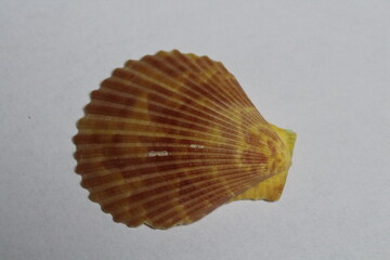 Big white scallop shell isolated on a white background
