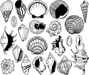 Hand drawn set of vector seashells isolted. Underwater.