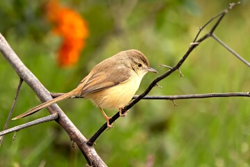 Image captures the Plain Prinia (Prinia inornata) in its natural habitat in Bharatpur, Rajasthan, India.