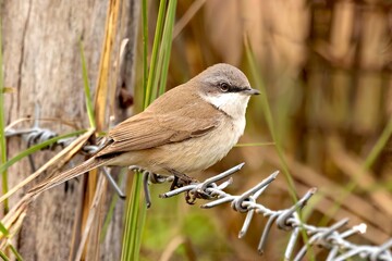 Lesser Whitethroat (Curruca curruca) photographed in Madhya Pradesh, India.