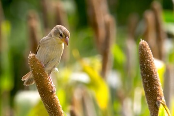 A female Baya Weaver (Ploceus philippinus) photographed in natural habitat