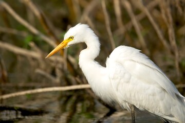 A Cattle Egret (Bubulcus ibis), a small white heron widely seen in warm climates, India