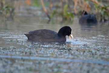 A common coot (Fulica atra), a medium-sized waterbird, India