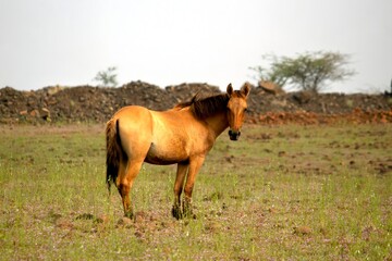 An equine in an open pasture, exhibiting the unique muscular form characteristic of Equus ferus caballus