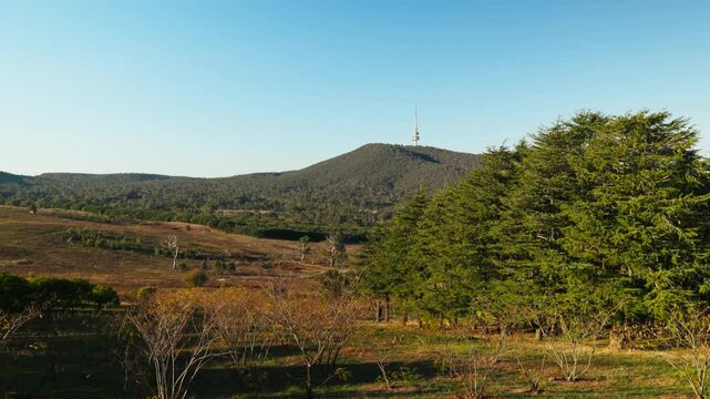 Wide view of dense pine forest at the Arboretum with the Telstra Tower standing above in the late autumn atmosphere.