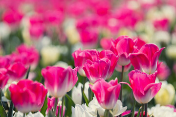 Pink and white tulips blooming in a colorful spring garden