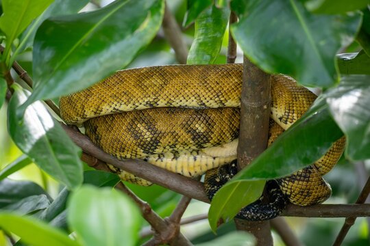 Yellow Python Resting on Tree Branches