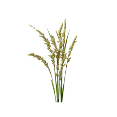 Obraz premium Golden Rice Stalks on Transparent Background Agriculture Harvest