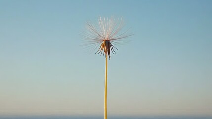 A solitary dandelion seed head against a pale sky.