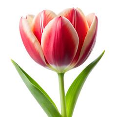 Naklejka premium Tulip flower isolated on white background