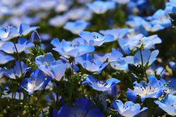 Blue Nemophila Flowers in Full Bloom