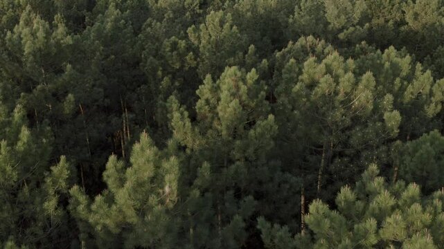 Aerial reveal view of dense green pine forest canopy and large industrial complex with steam plumes, Castets, France
