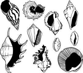 Outline monochrome vector sea shell various forms.