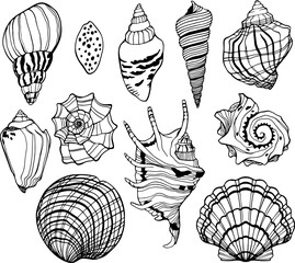 Outline monochrome vector close up sea shell.