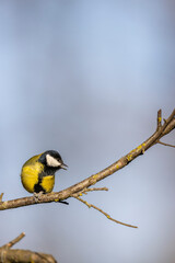 Great tit near National park Podyji, Southern Moravia, Czech Republic