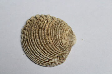 Clam, venus verrucosa, Shell isolated on a white background 
