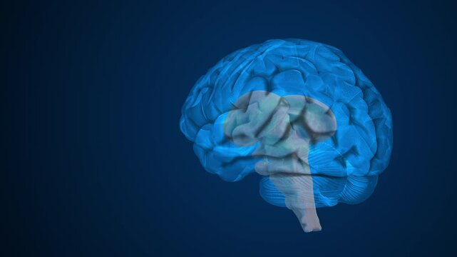 Anatomical Structure of the Human brain parts