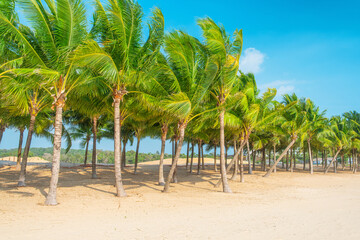 Palm trees in rows on sandy tropical beach under clear blue sky with nobody, Phu Quoc island, Vietnam. Beach holidays, summer travel, tropical resort and retreat concept