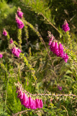 Foxgloves growing near an ancient standing stone in the scottish highlands