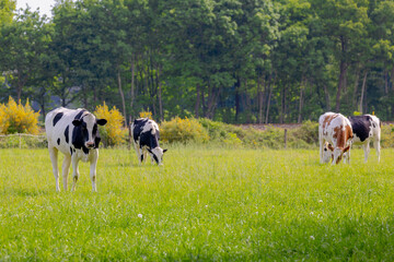Fototapeta premium Spring countryside landscape, Flock of Dutch cows (black, white and orange) grazing fresh grass on green meadow with forest and trees, Open farm with dairy cattle on the field, Gelderland, Netherlands