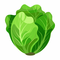 Realistic full-body illustration of fresh green lettuce on a white background, perfect for food, health, and organic design projects.