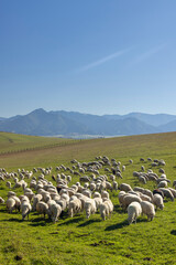 Obraz premium Sheep herd in Western Tatras (Rohace) with mountains Low Tatras (Nizske tatry) in background, Slovakia