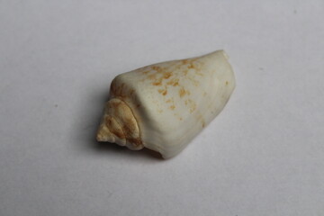 Seashell isolated on white. Strombus lentiginosus isolated on a white background 
