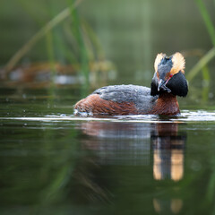 great crested grebe 
