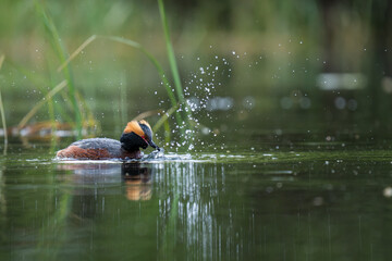 Great crested grebe in the water