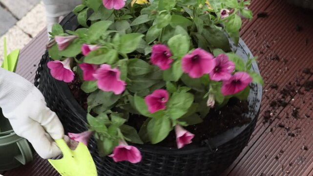Woman plant flower in pot in yard. Gardening and lifestyle in spring. Tools of gardener.