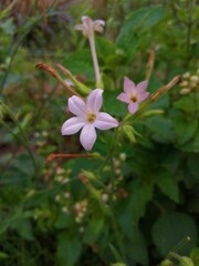 pink and white flower