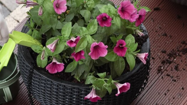 Woman plant flower in pot in yard. Gardening and lifestyle in spring. Tools of gardener.